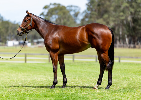 Lot 109: Toronado (IRE) / Segenhoe Valley