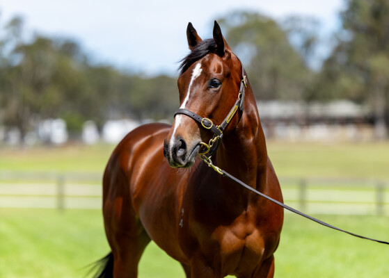 Lot 109: Toronado (IRE) / Segenhoe Valley