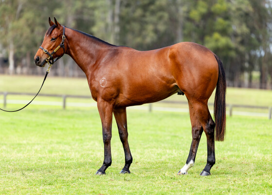 Lot 148: Jacquinot / Theatric