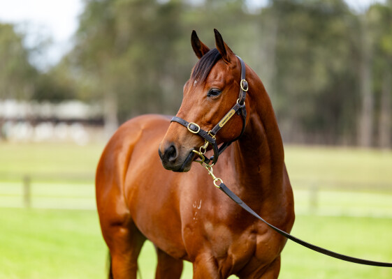 Lot 148: Jacquinot / Theatric