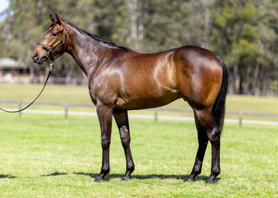 Lot 155: Artorius / Truffle