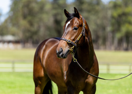 Lot 155: Artorius / Truffle
