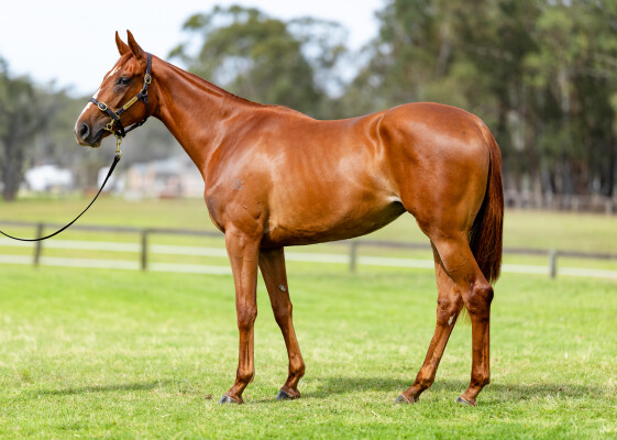Lot 171: Ghaiyyath (IRE) / Writing