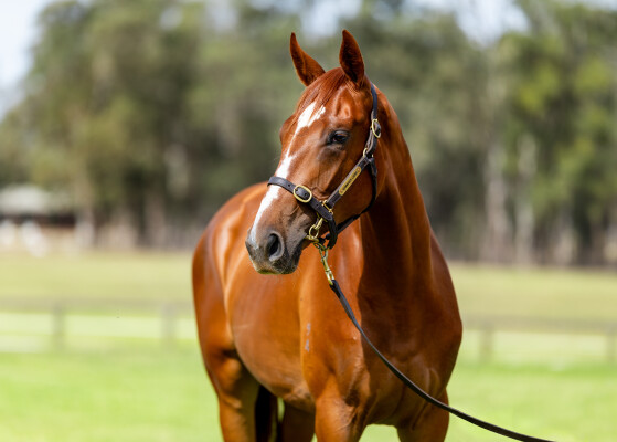 Lot 171: Ghaiyyath (IRE) / Writing