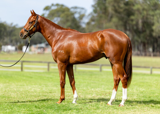 Lot 232: Starspangledbanner / Chalonne Princess
