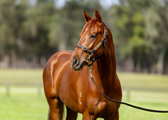 Lot 232: Starspangledbanner / Chalonne Princess