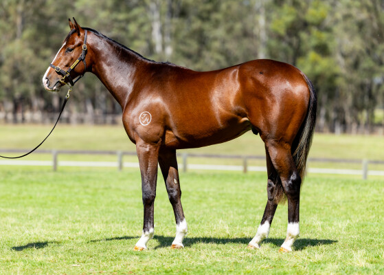 Lot 269: State of Rest (IRE) / Empress Bea