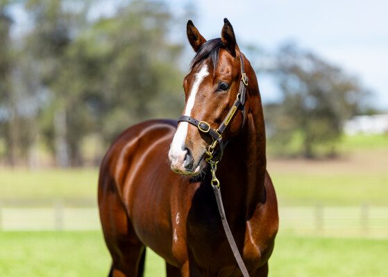 Lot 269: State of Rest (IRE) / Empress Bea