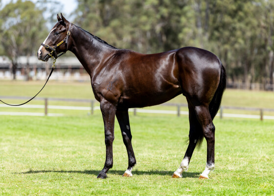 Lot 272: Supido / Escabiar (ARG)