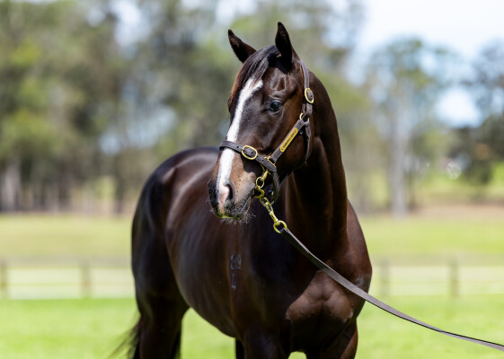 Lot 272: Supido / Escabiar (ARG)