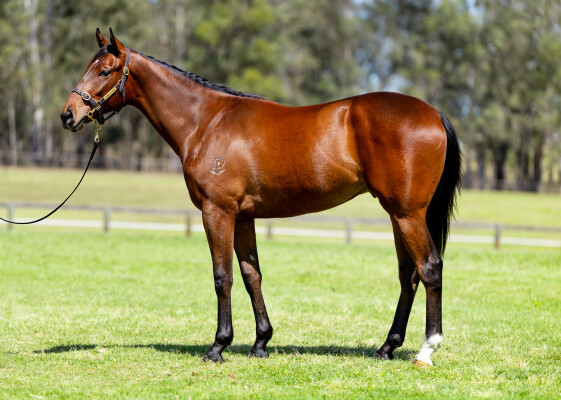 Lot 274: Bivouac / Eyes of Love (NZ)