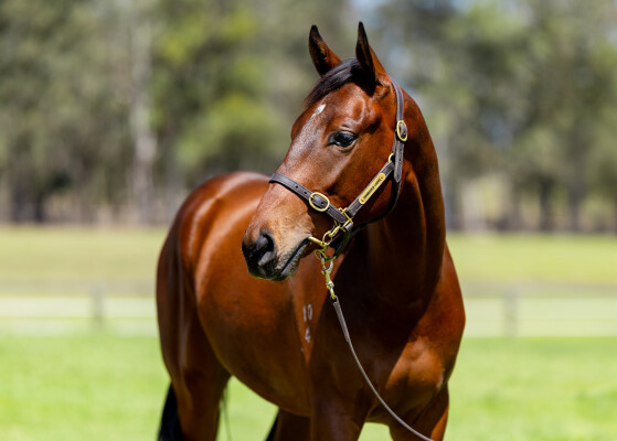 Lot 274: Bivouac / Eyes of Love (NZ)