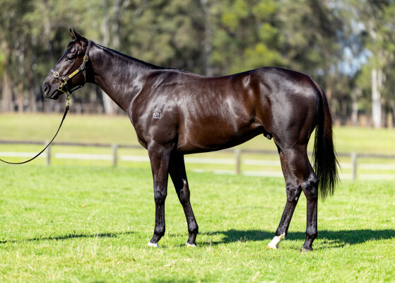 Lot 296: Wooded (IRE) / Gullible