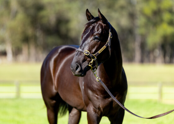 Lot 296: Wooded (IRE) / Gullible