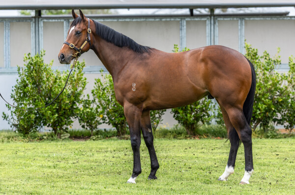 Lot 132: Sejardan / Stasia (NZ)