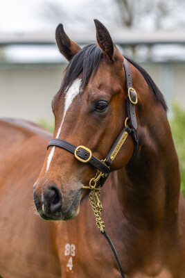 Lot 132: Sejardan / Stasia (NZ)