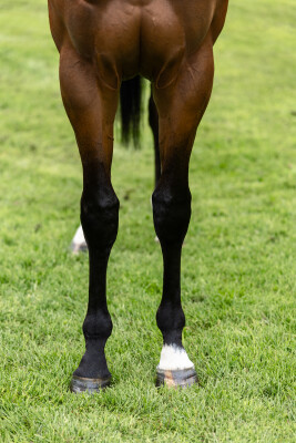 Lot 132: Sejardan / Stasia (NZ)