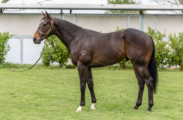 Lot 29: Pierata / Lilac Fairy (FR)