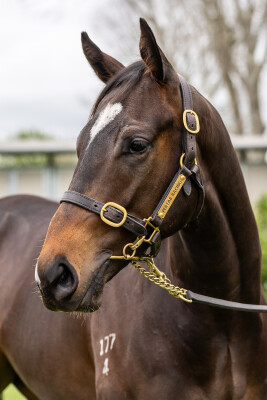 Lot 29: Pierata / Lilac Fairy (FR)