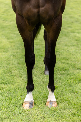 Lot 29: Pierata / Lilac Fairy (FR)