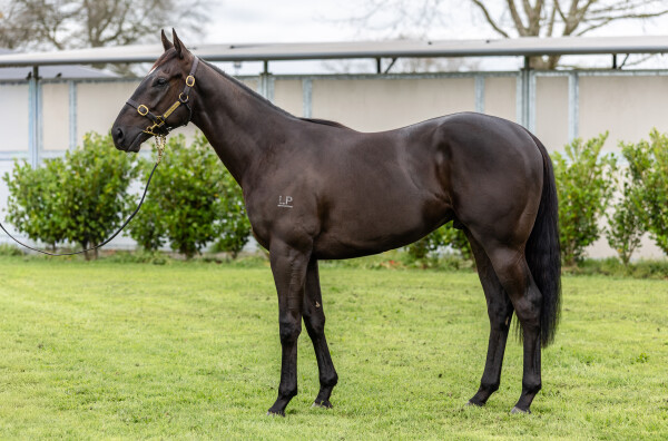 Lot 202: Profondo / Barbarina (NZ)