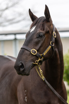 Lot 202: Profondo / Barbarina (NZ)