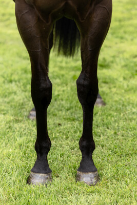 Lot 202: Profondo / Barbarina (NZ)