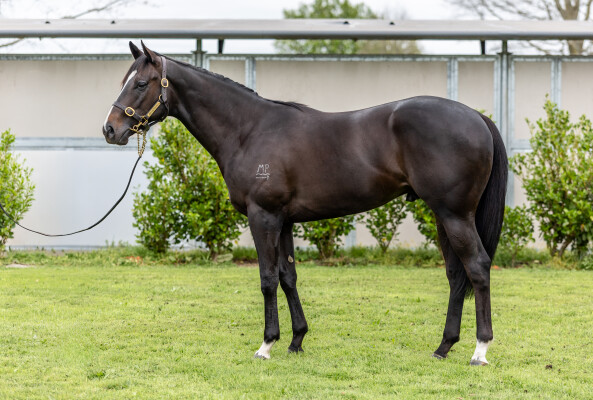 Lot 236: Pierata / Chase the Wind