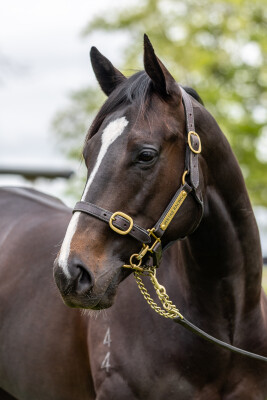 Lot 236: Pierata / Chase the Wind