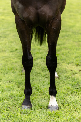 Lot 236: Pierata / Chase the Wind