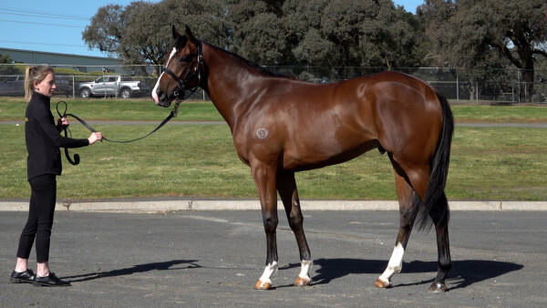 Lot 192: Toronado (IRE) / Art Series