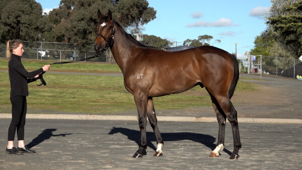 Lot 229: Blue Point (IRE) / Cavalry Rock