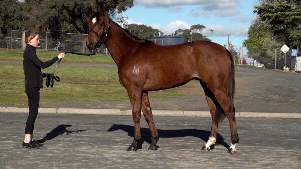 Lot 297: Home Affairs / Gwader Bay