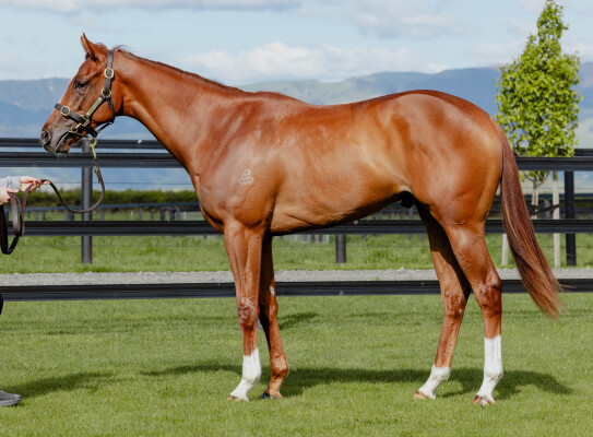 Lot 9: Castelvecchio / Karakuchi