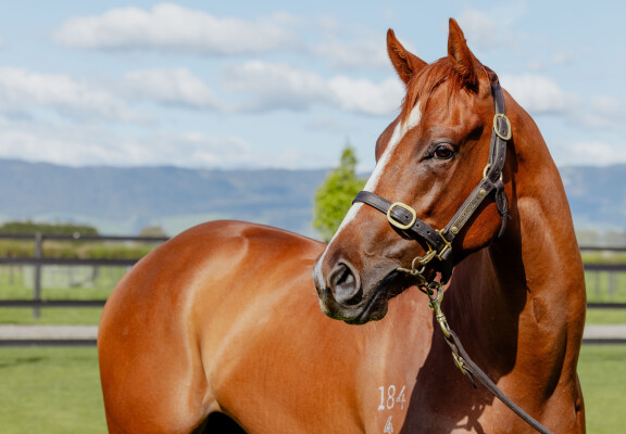 Lot 9: Castelvecchio / Karakuchi