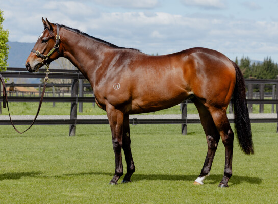 Lot 63: Sword of State / Paris (NZ)
