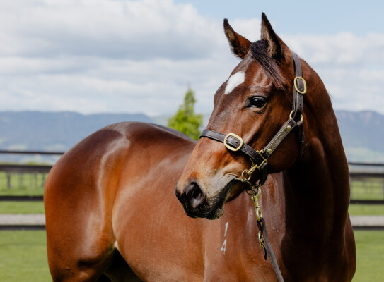 Lot 63: Sword of State / Paris (NZ)