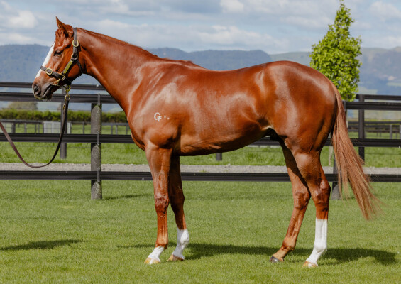 Lot 175: Toronado (IRE) / Zawahir (GB)