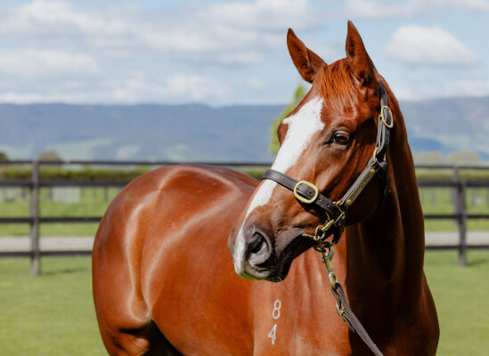 Lot 175: Toronado (IRE) / Zawahir (GB)