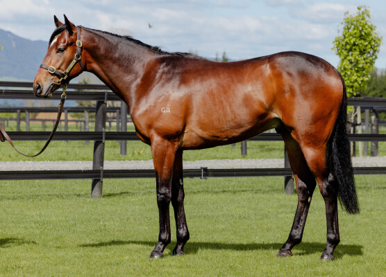Lot 298: Wild Ruler / Halimae