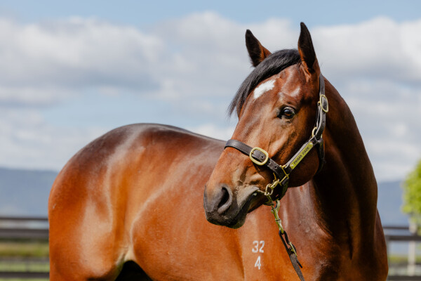 Lot 298: Wild Ruler / Halimae