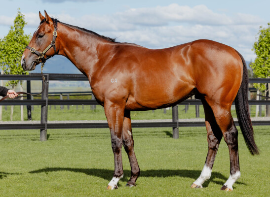 Lot 158: Zousain / Undoubtedly So