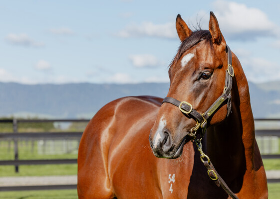 Lot 158: Zousain / Undoubtedly So