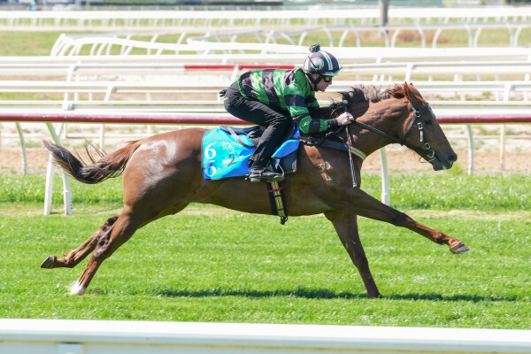 Lot 66: Capitalist / Pennino