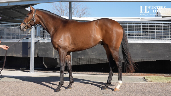 Lot 183: Admire Mars (JPN) / Aliyana Tilde