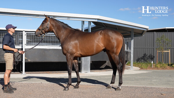 Lot 311: Artorius / Humble