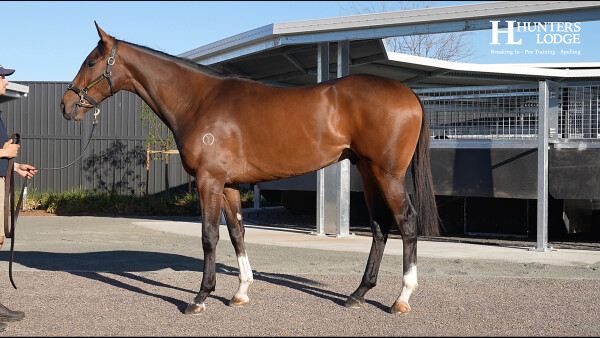 Lot 57: Grunt (NZ) / Obey (GB)