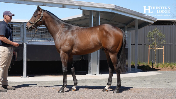 Lot 62: Harry Angel (IRE) / Papillon