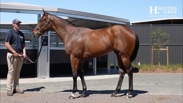 Lot 164: Jacquinot / Wanalirri