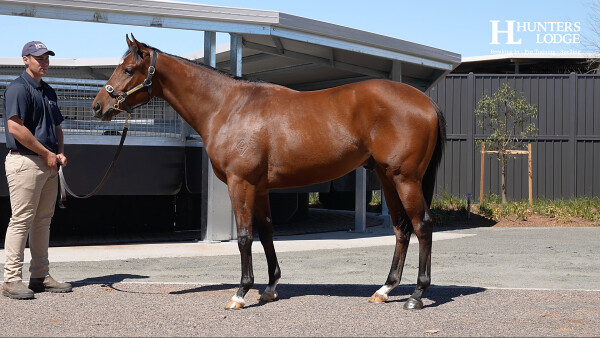 Lot 197: Star Turn / Awasita